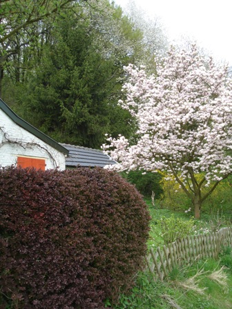 Huisje met magnolia
