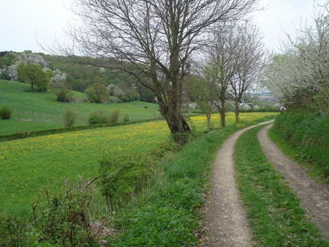 De wei naast het pad is geel van de paardenbloemen.