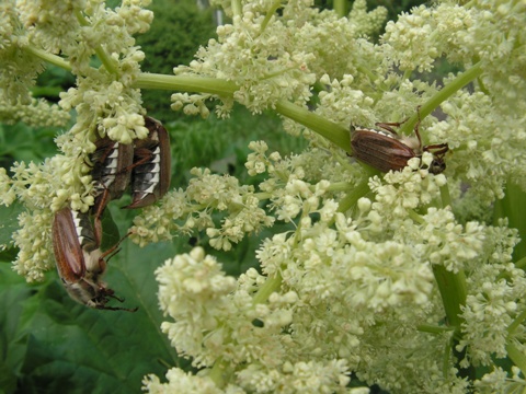 Vier meikevers bij elkaar in de rabarber